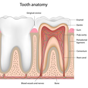 Tooth Anatomy